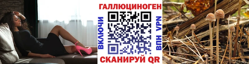 Псилоцибиновые грибы Cubensis  Купить  Медногорск 